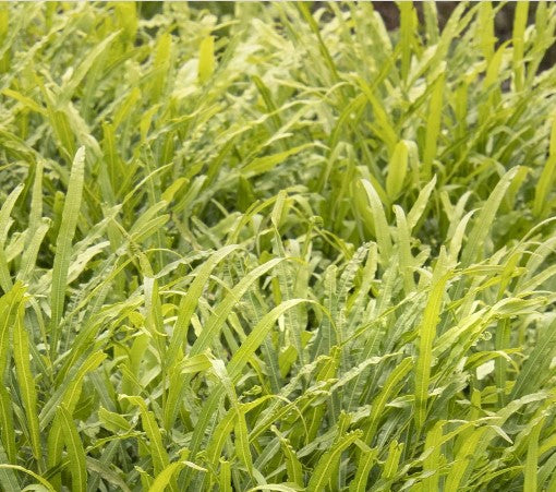 Jurassic™ Velociraptor Ribbon Fern
