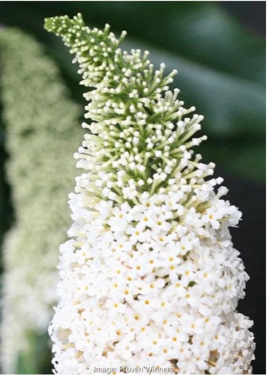 Pugster White® Dwarf Butterfly Bush