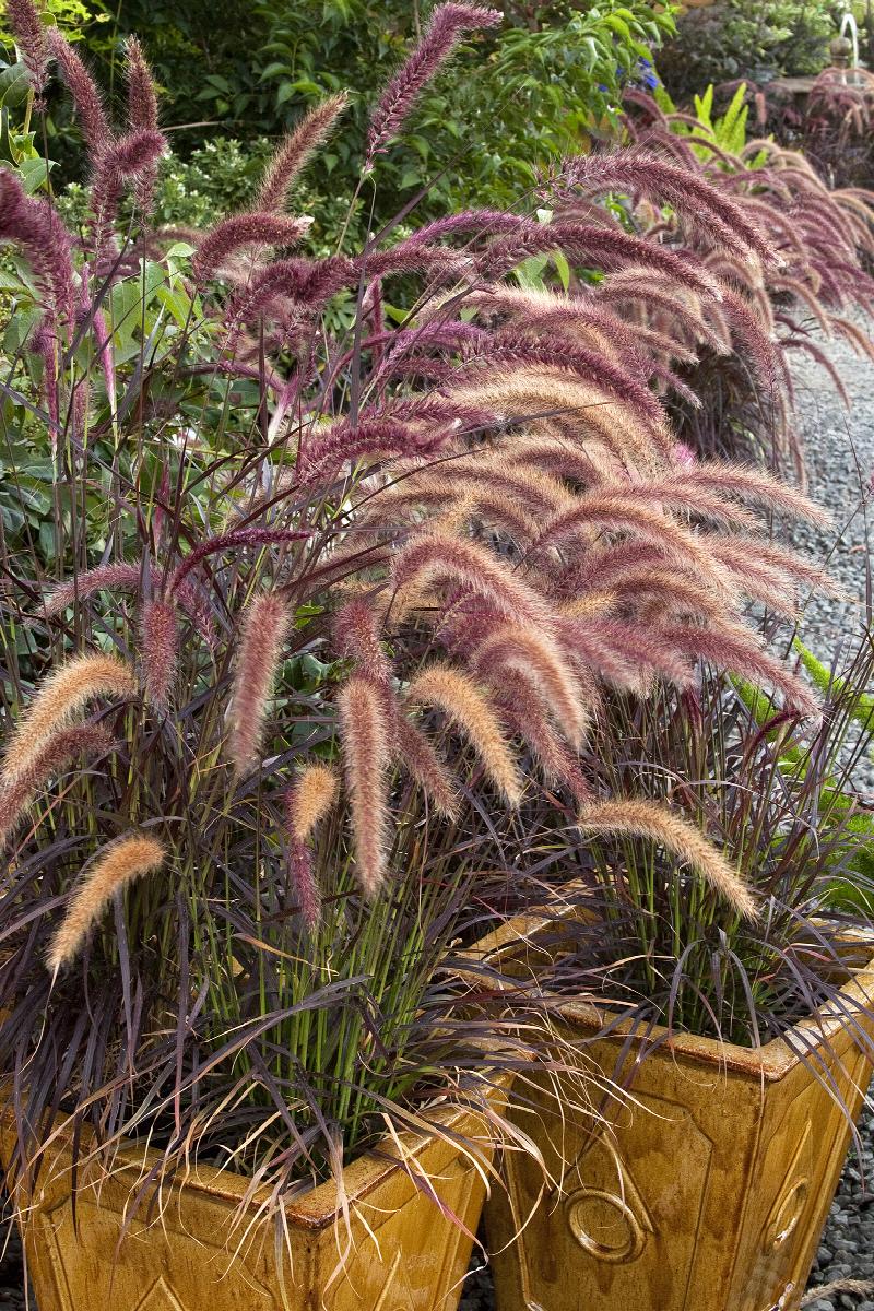 Purple Fountain Grass