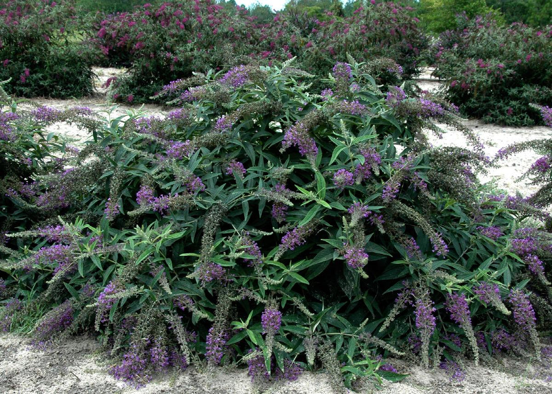 Lo & Behold® Purple Haze Butterfly Bush