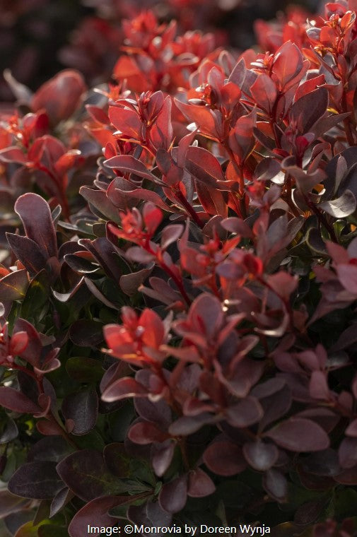 Ruby Pygmy Dwarf Japanese Barberry