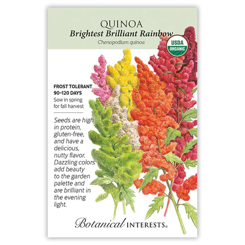 Quinoa Brightest Brilliant Rainbow Org