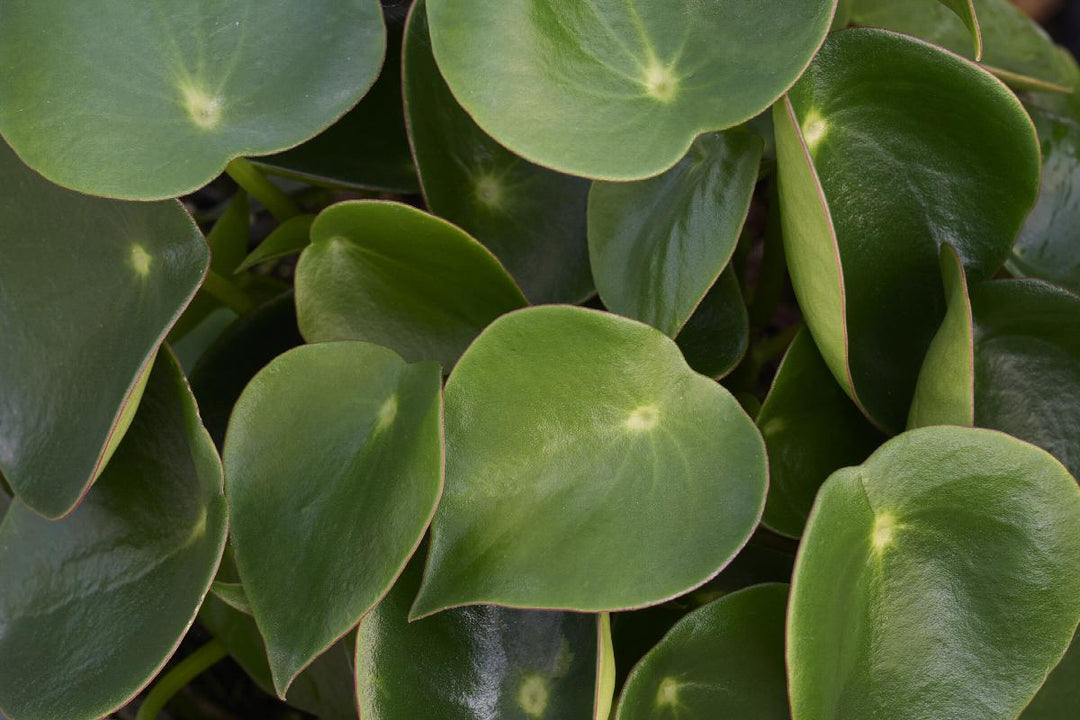 Peperomia - Owl Eye, Raindrop