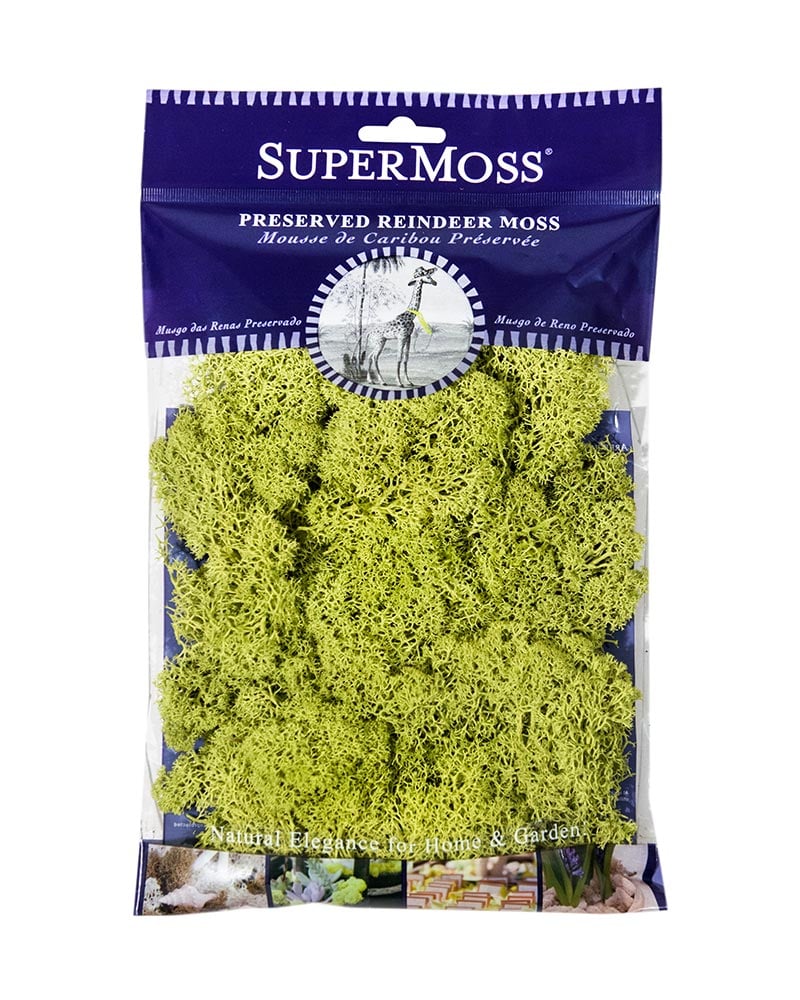 Super Moss Preserved Reindeer Moss