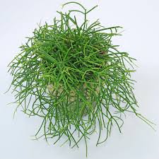 Rhipsalis Assorted