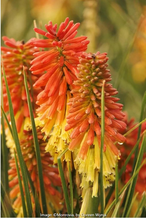 Rocket Jr. Red Hot Poker