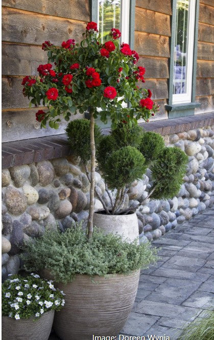 Flower Carpet® Rose