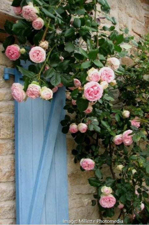 Eden Climber® Rose