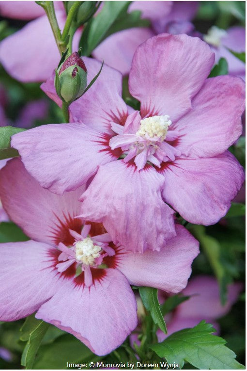 Chateau™ d'Amboise Rose of Sharon