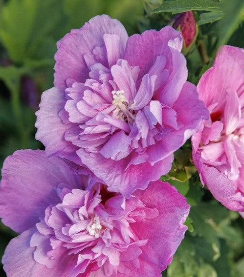 Chateau® de Saumur Rose of Sharon