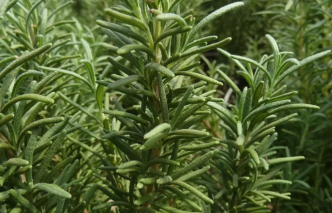 Rosemary 'Hill Hardy'