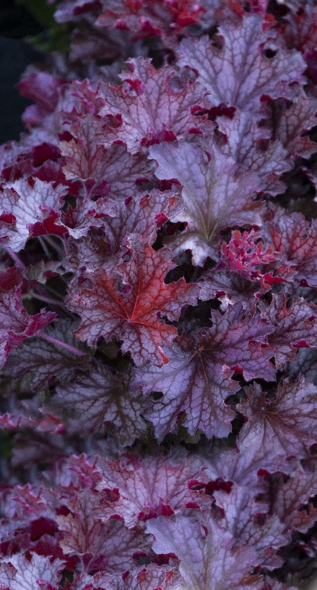 Ruby Tuesday Heuchera