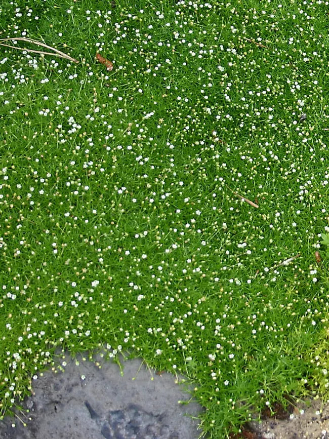 Sagina Subulata Corsican Pearlwort, Pearlwort, Irish Moss