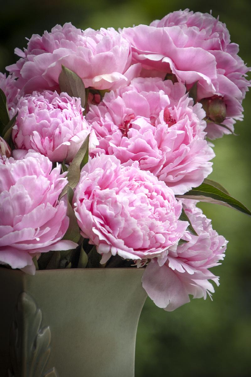 Sarah Bernhardt Double Peony