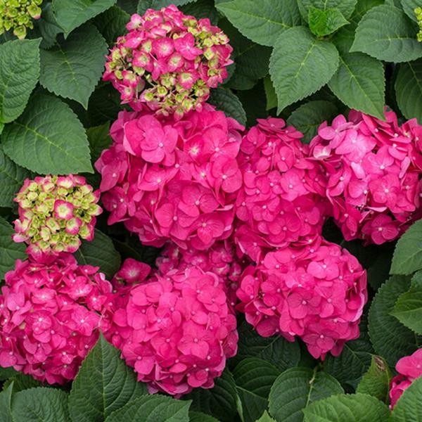 Endless Summer Hydrangea - Summer Crush