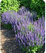 Salvia 'April Night'
