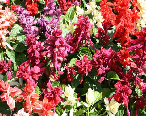 4.5 Salvia colors