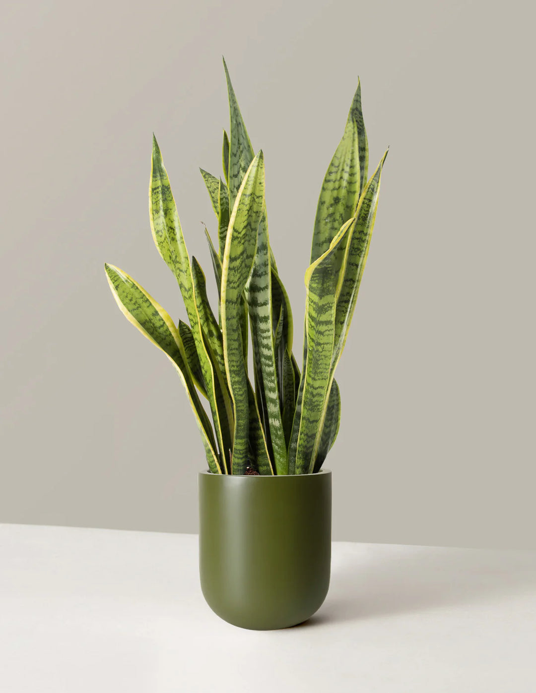 Sanseveria Laurentii