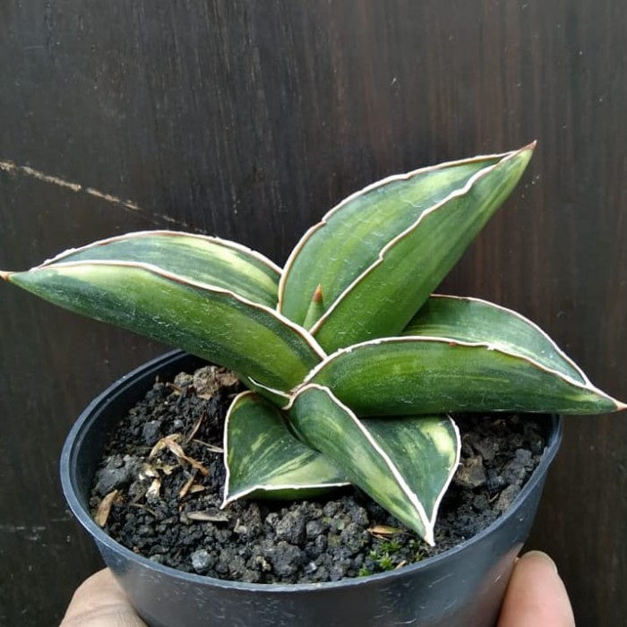samurai snake plant Sansevieria Samurai
