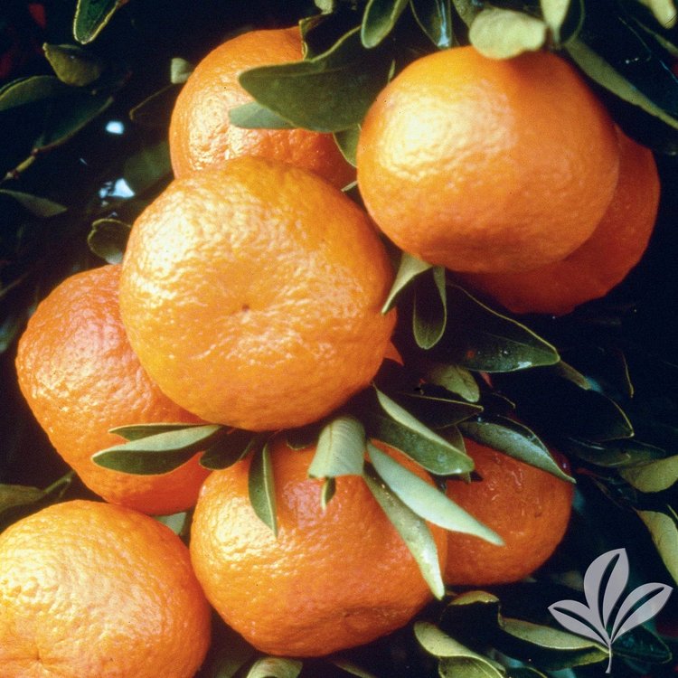 Orange Tree Satsuma 'Orange Frost'