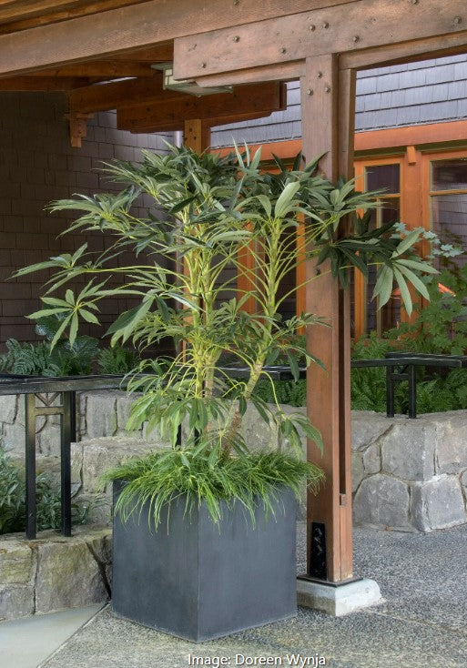 Winged Phoenix™ Hardy Schefflera