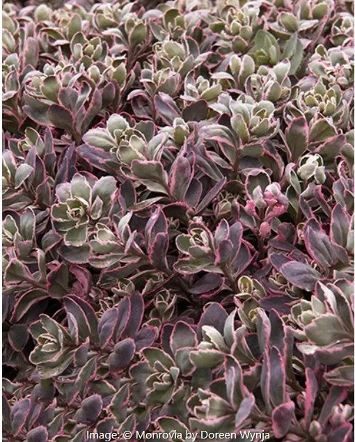 Sunsparkler® Dream Dazzler Sedum