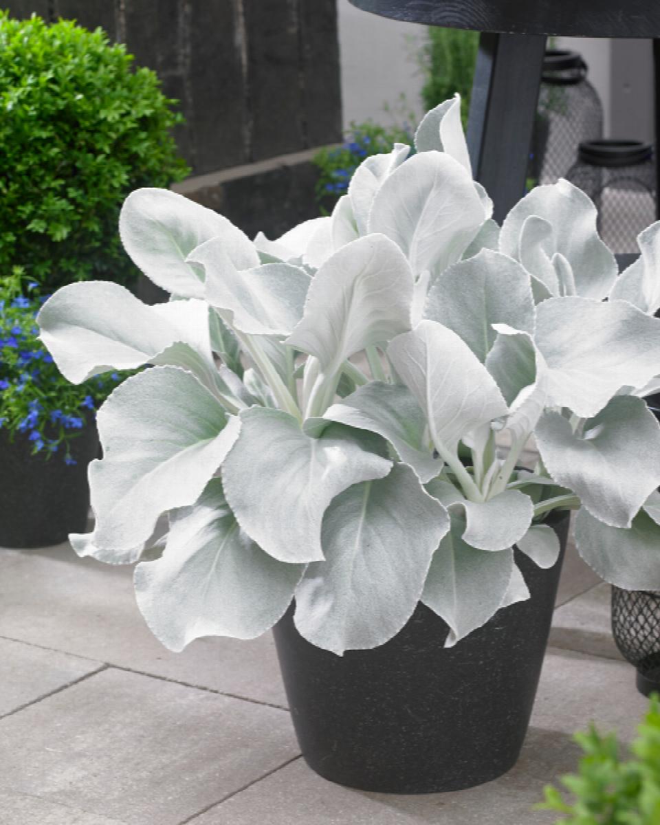 Angel Wings® Senecio