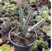 Senecio Stapeliiformis