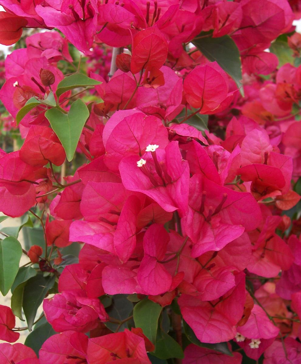 Sharon Wesley Bougainvillea