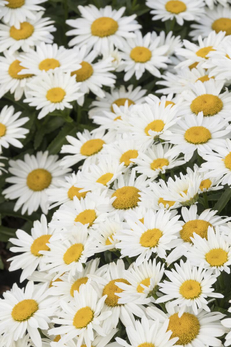 Shortstop™ Shasta Daisy