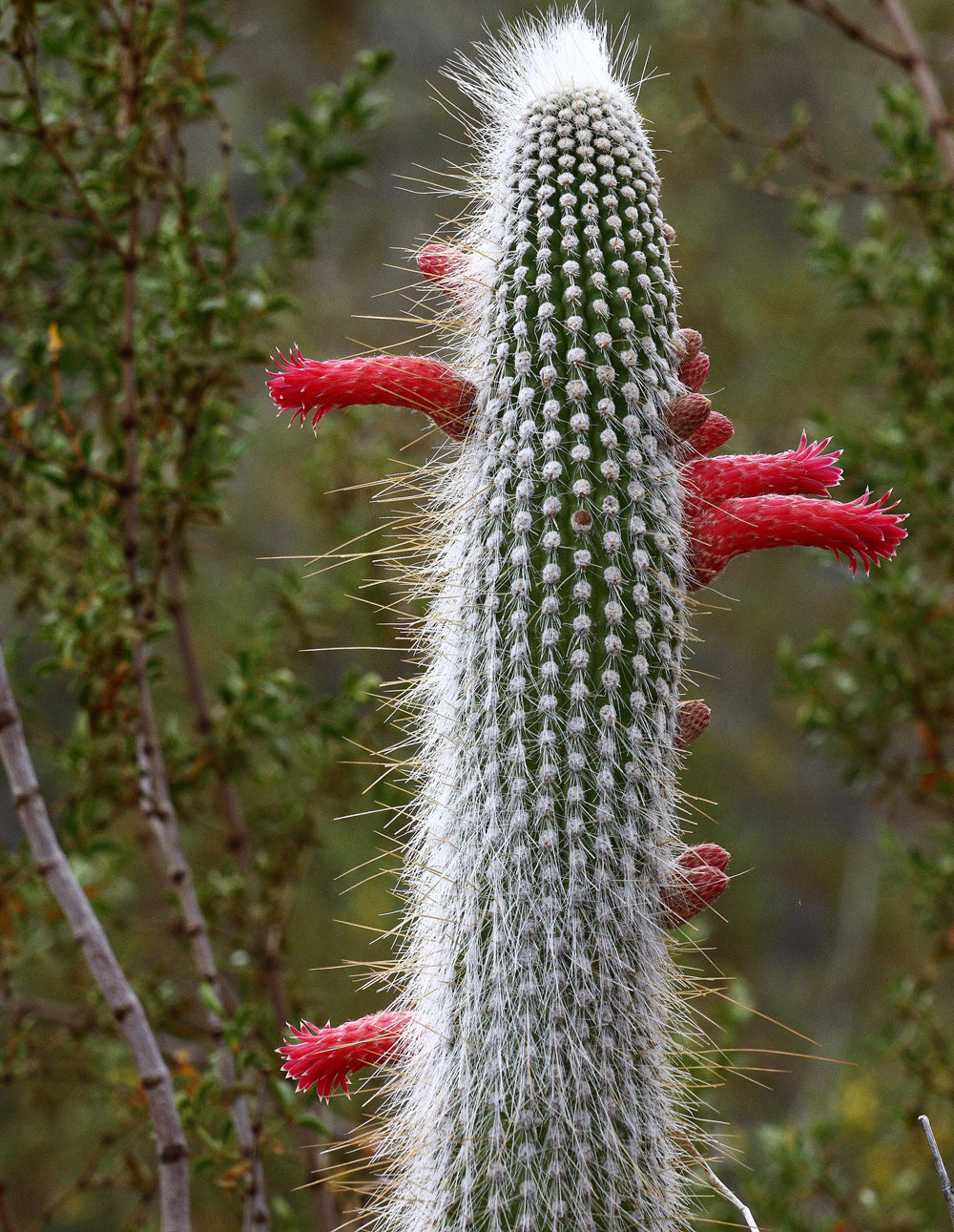 types of torch cactus Silver Torch Cactus