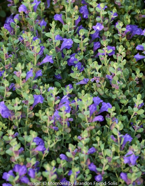 Smoky Hills Skullcap