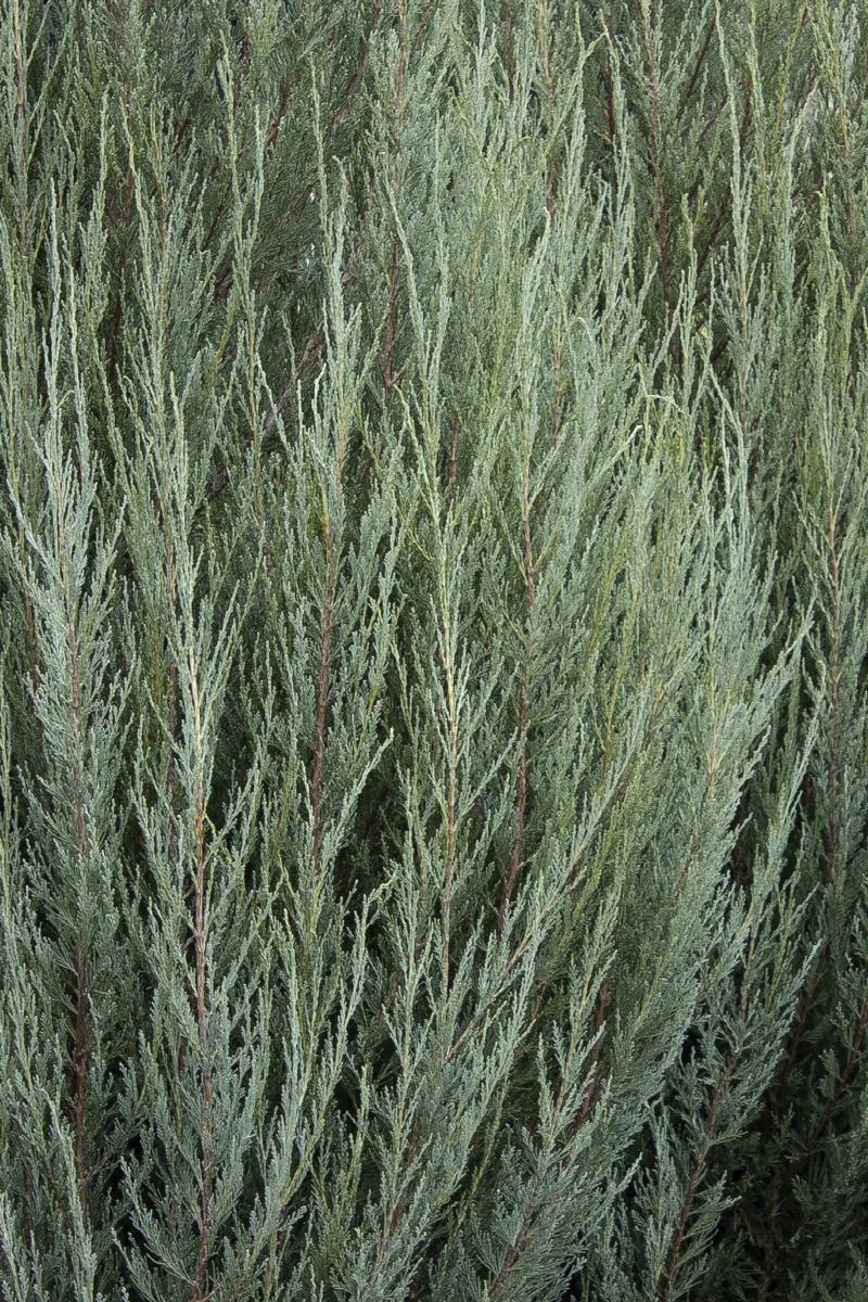 SKYROCKET JUNIPER