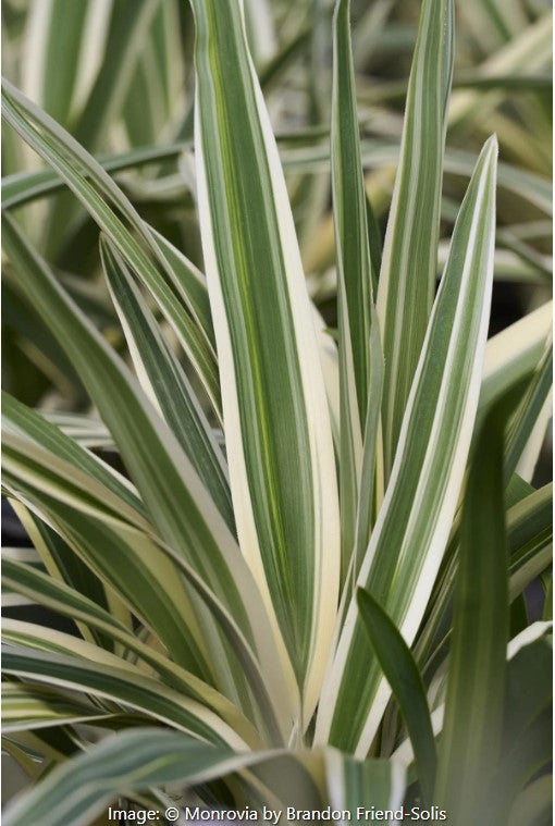Silver Streak Flax Lily