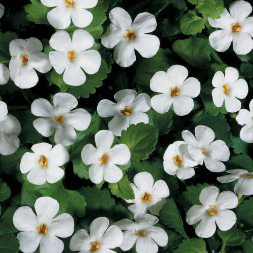 Snowstorm® Giant Snowflake® Bacopa Sutera cordata PW