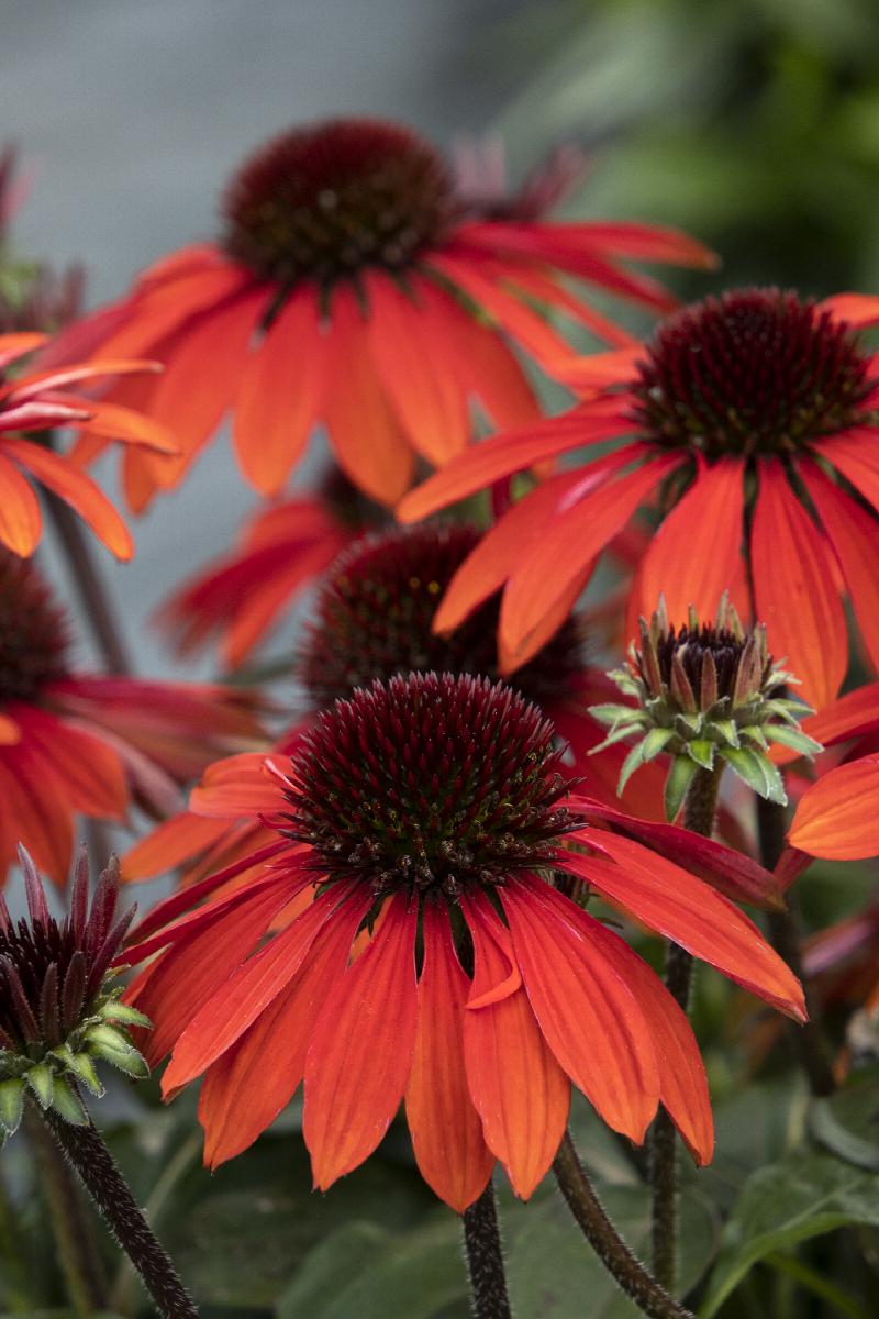 Sombrero® Sangrita Coneflower