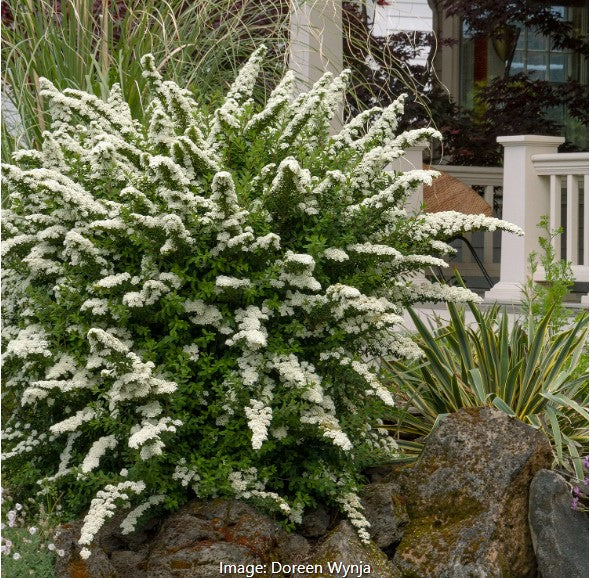 Snowmound Spirea