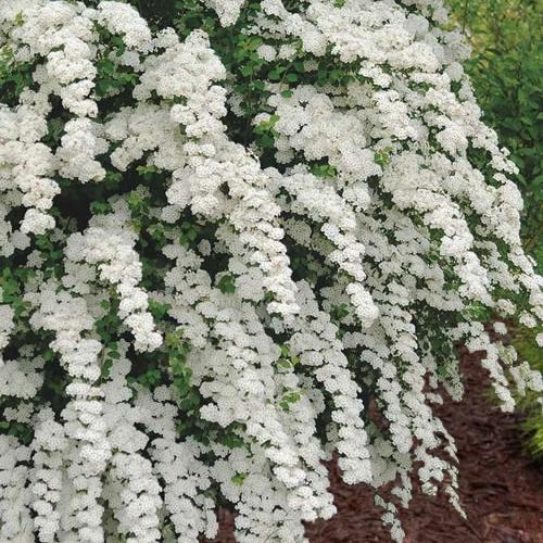 Spirea Vanhouttei Renaissance