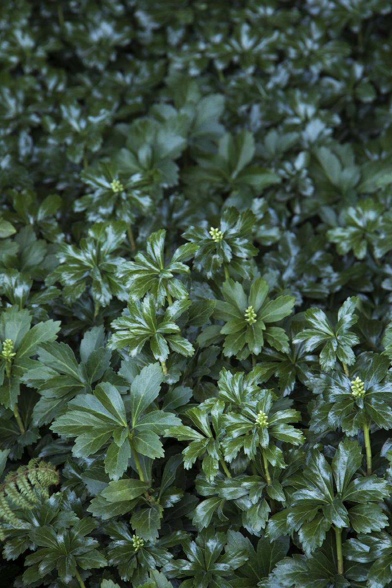 Green Sheen Japanese Spurge