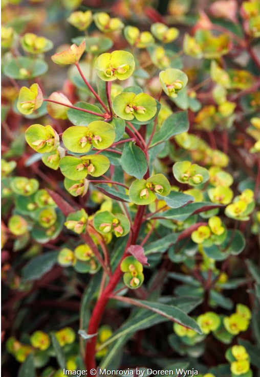 Miner's Merlot Spurge