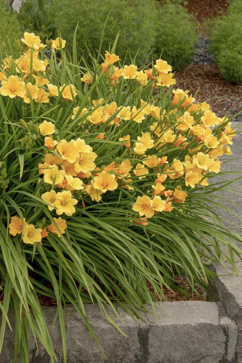 Stella De Oro Dwarf Daylily | Little Red Nursery, LLC