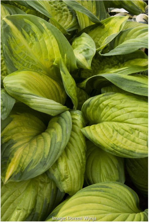 Hosta Stained Glass
