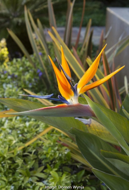 Bird of Paradise (Strelitzia reginae)