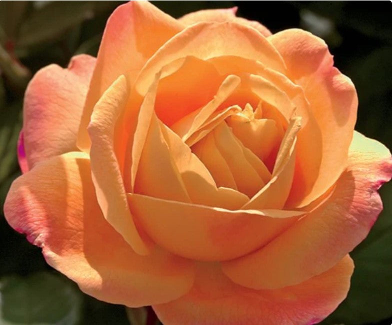 Rose Strike It Rich®