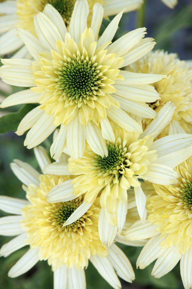 Sundial Zenith Coneflower