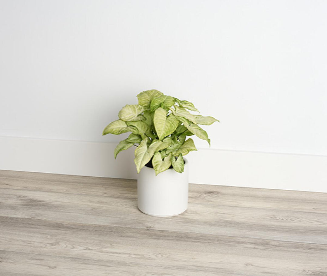 Arrowhead Plant