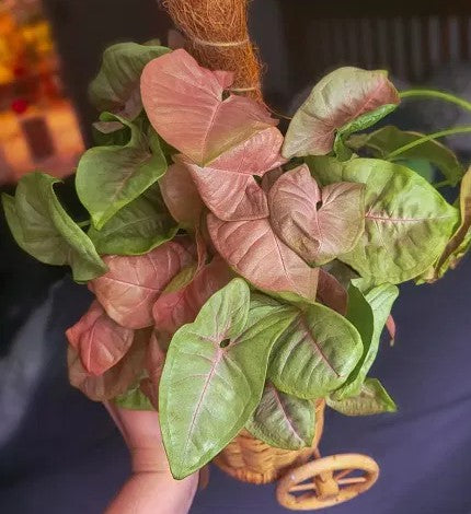 Syngonium Pink Arrow