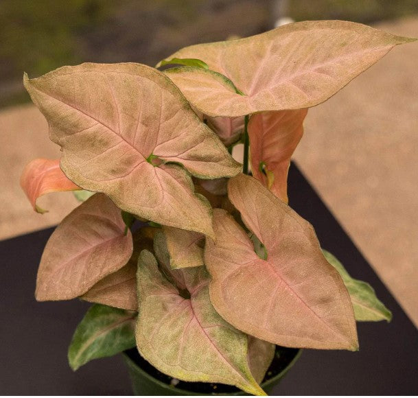 Syngonium 'Regina Red'