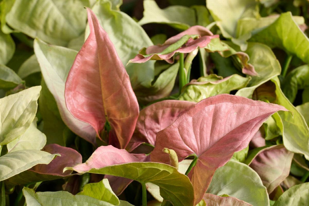 Neon Pink Arrowhead Plant