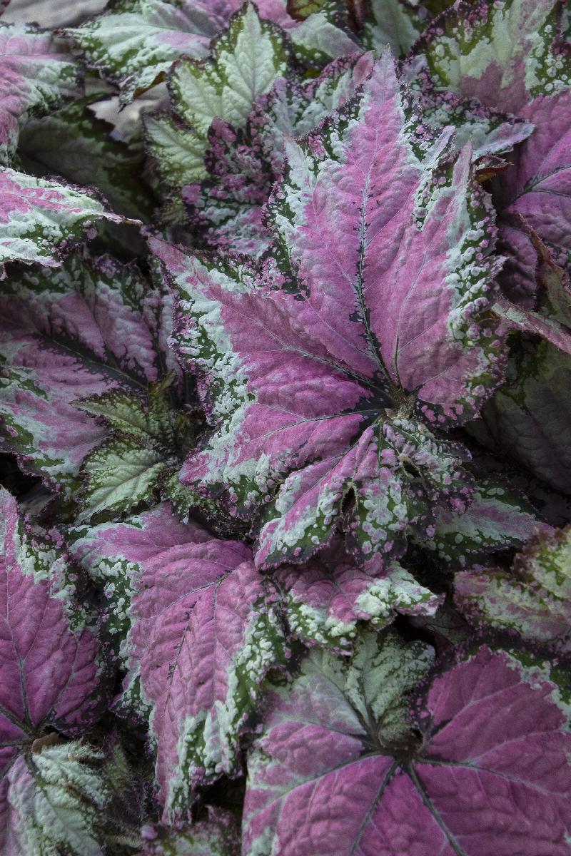 T Rex™ Dancing Peacock Begonia